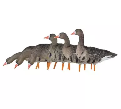 AXF Flocked Fusion Pack Specklebelly Geese, 6 Pack